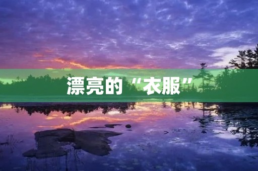 漂亮的“衣服”