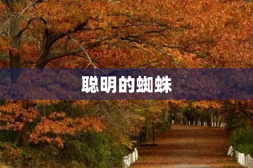 聪明的蜘蛛 聪明的蜘蛛