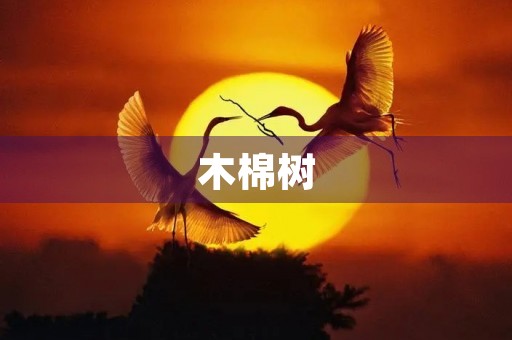 木棉树
