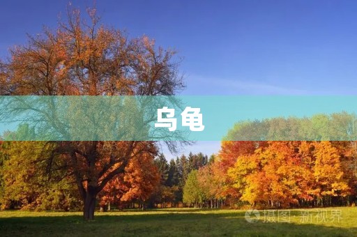 乌龟 乌龟