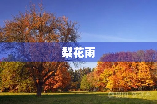 梨花雨 梨花雨