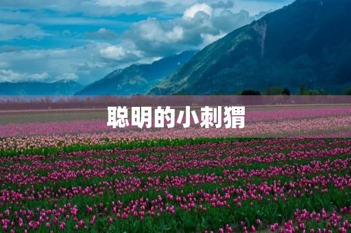聪明的小刺猬 聪明的小刺猬