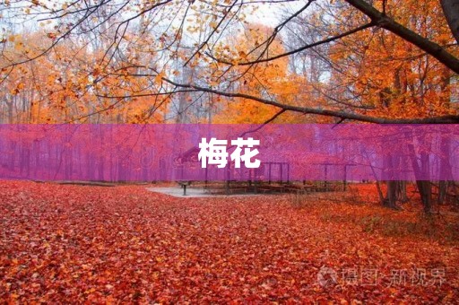 梅花 梅花