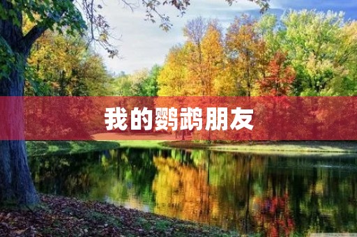 我的鹦鹉朋友