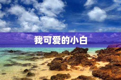我可爱的小白