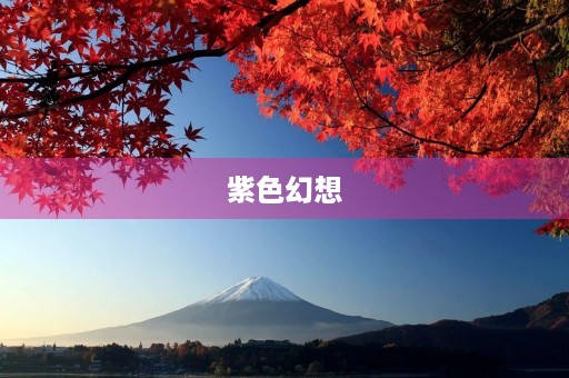 紫色幻想 紫色幻想
