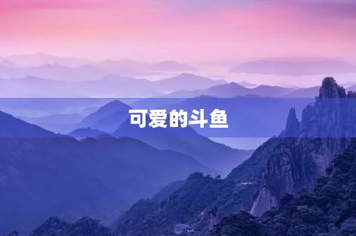 可爱的斗鱼 可爱的斗鱼