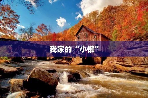我家的“小懒”