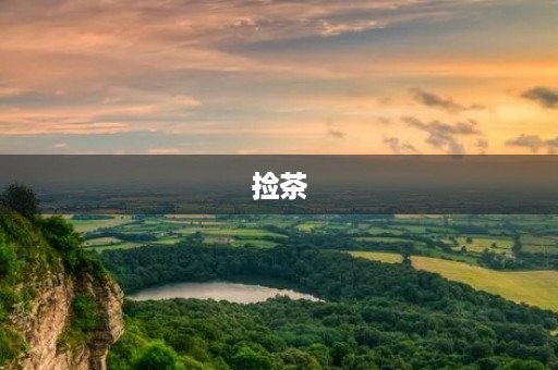 捡茶 捡茶