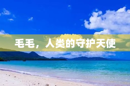 毛毛,人类的守护天使 毛毛,人类的守护天使