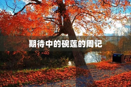 期待中的碗莲的周记 期待中的碗莲的周记