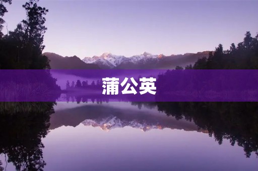 蒲公英
