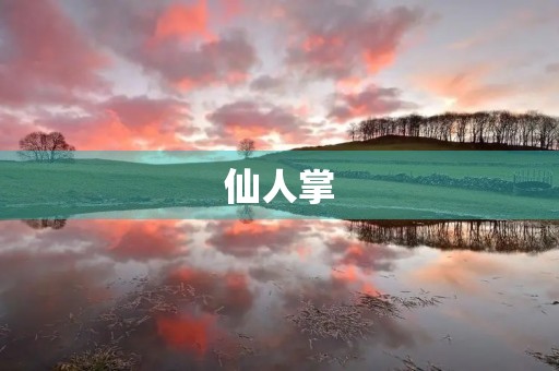 仙人掌 仙人掌