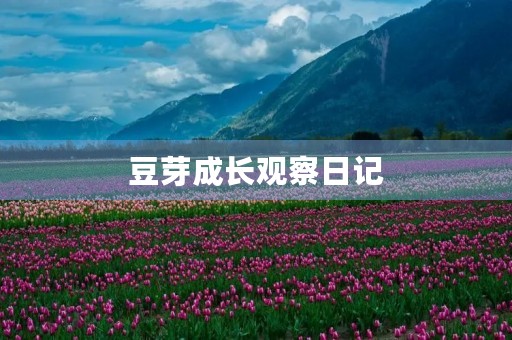 豆芽成长观察日记 豆芽成长观察日记