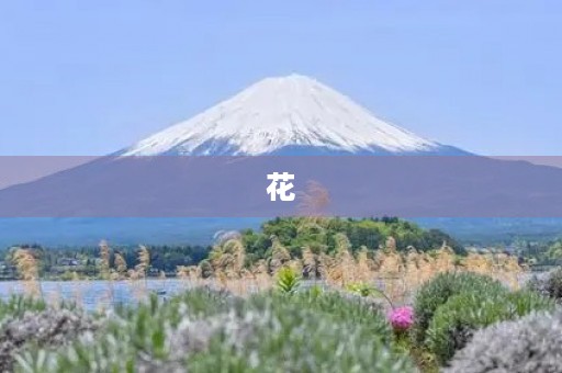 花 花