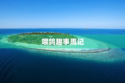 喂鸽趣事周记 喂鸽趣事周记