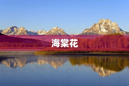 海棠花 海棠花
