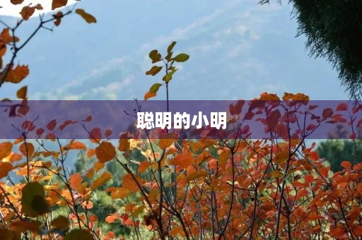 聪明的小明
