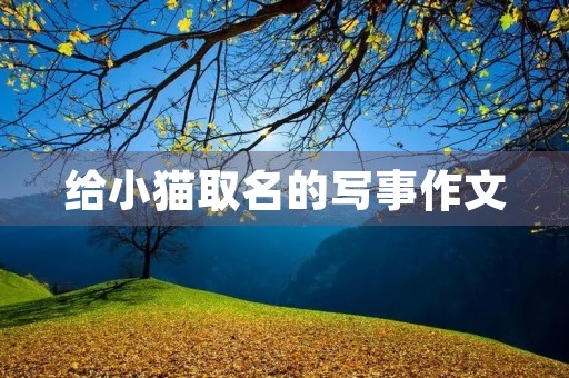 给小猫取名的写事作文