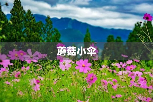 蘑菇小伞 蘑菇小伞