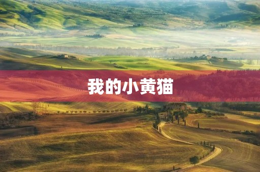 我的小黄猫