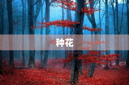 种花 种花