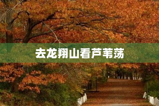 去龙翔山看芦苇荡