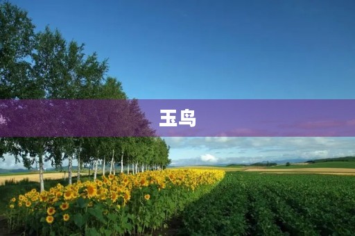 玉鸟 玉鸟