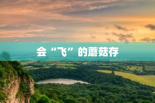 会“飞”的蘑菇存 会“飞”的蘑菇存