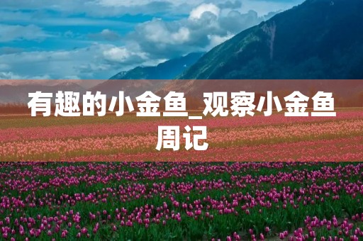有趣的小金鱼_观察小金鱼周记
