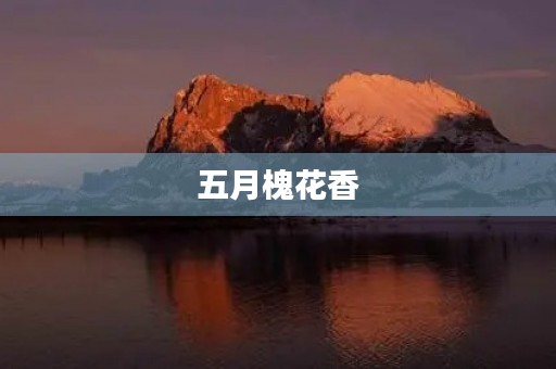 五月槐花香