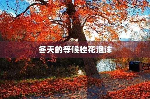 冬天的等候桂花泡沫 冬天的等候桂花泡沫
