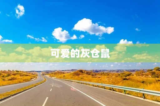 可爱的灰仓鼠 可爱的灰仓鼠
