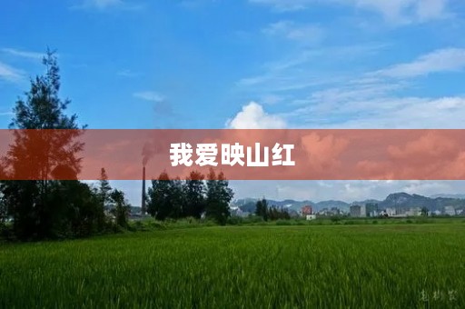 我爱映山红 我爱映山红