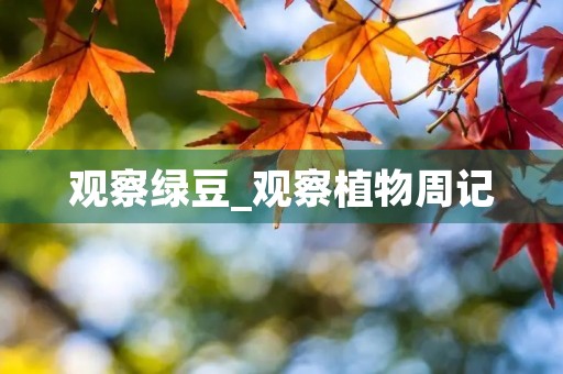 观察绿豆_观察植物周记 观察绿豆_观察植物周记