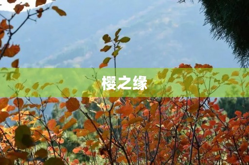 樱之缘 樱之缘
