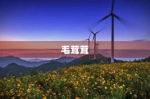 毛茸茸 毛茸茸