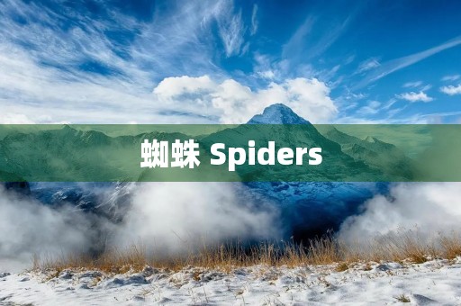 蜘蛛 Spiders 蜘蛛 Spiders