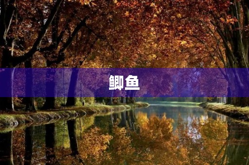 鲫鱼 鲫鱼