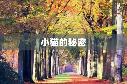 小猫的秘密