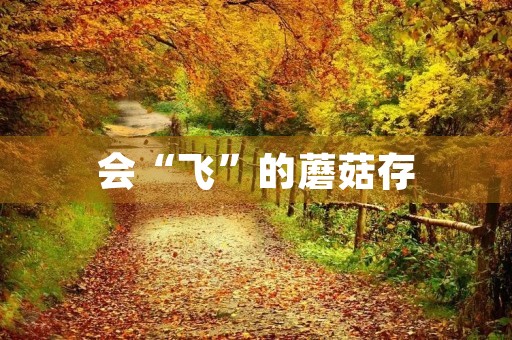 会“飞”的蘑菇存 会“飞”的蘑菇存