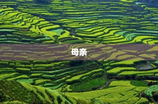 母亲 母亲