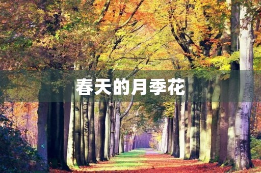 春天的月季花 春天的月季花