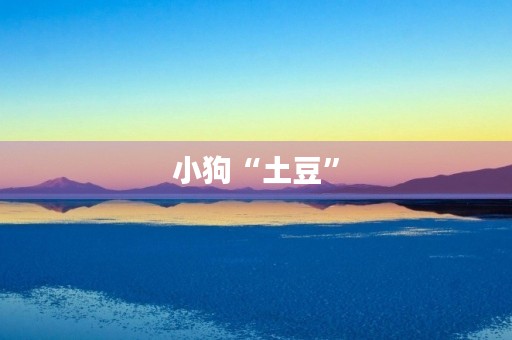 小狗“土豆” 小狗“土豆”