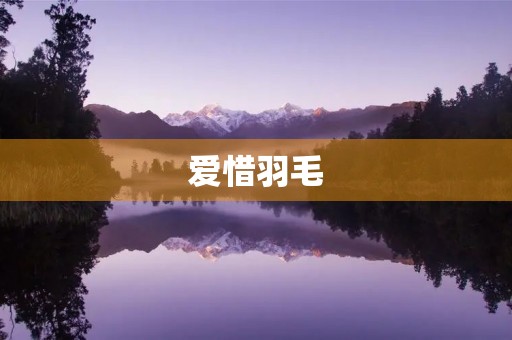 爱惜羽毛 爱惜羽毛