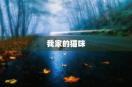 我家的猫咪 我家的猫咪