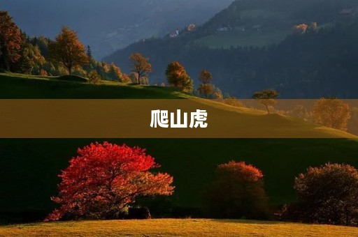 爬山虎