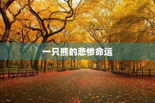 一只熊的悲惨命运