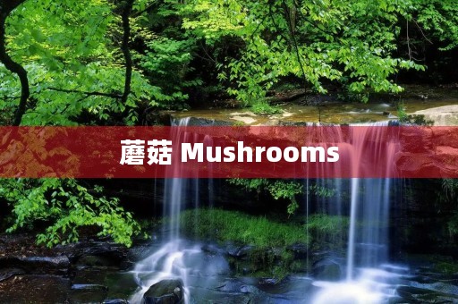 蘑菇 Mushrooms 蘑菇 Mushrooms