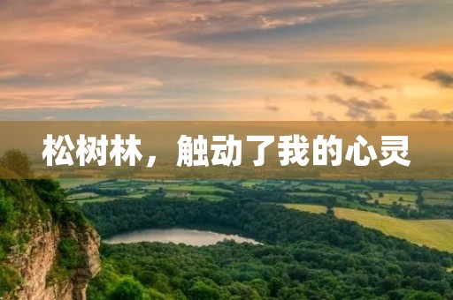 松树林,触动了我的心灵 松树林,触动了我的心灵